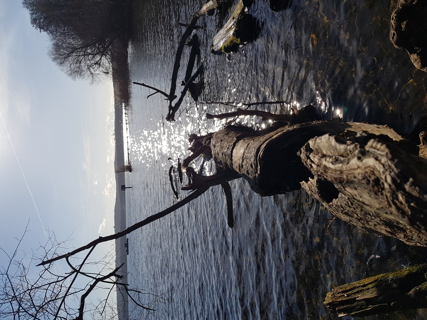 Baumstamm zur Sonne im Müggelsee