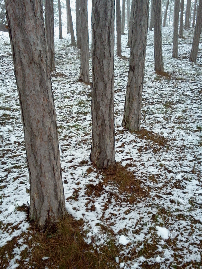 Baumstammwinterschatten