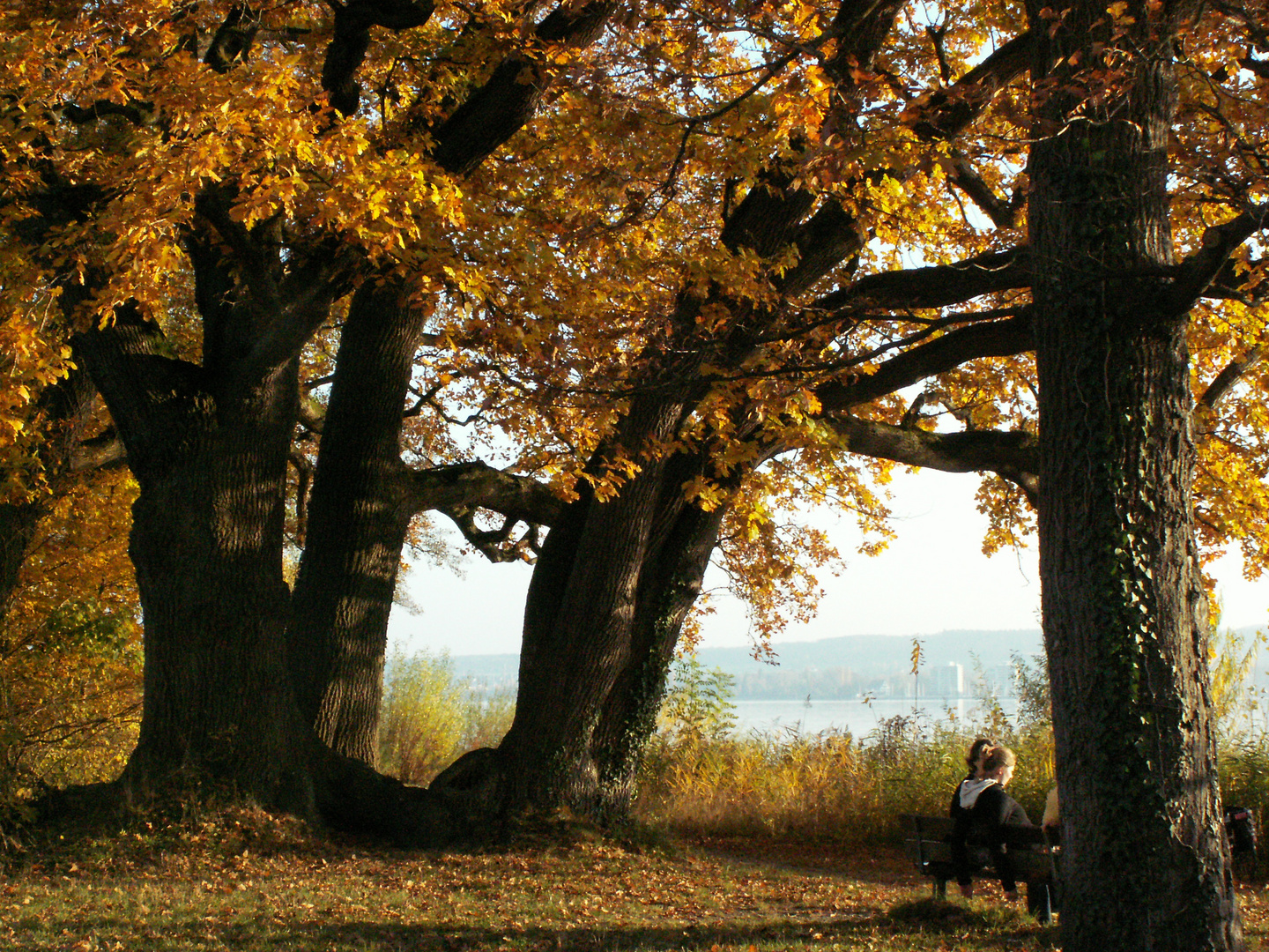 Baumstark im Herbst