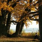 Baumstark im Herbst