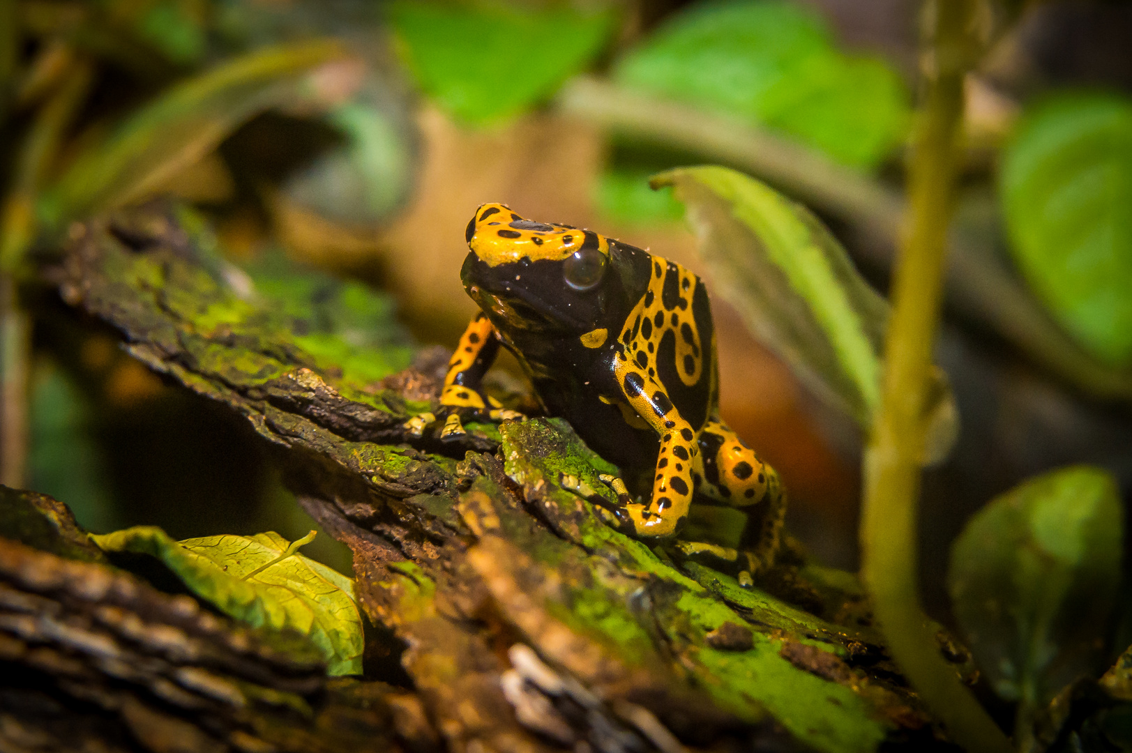 Baumsteiger Dendrobates azureus