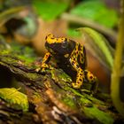 Baumsteiger Dendrobates azureus