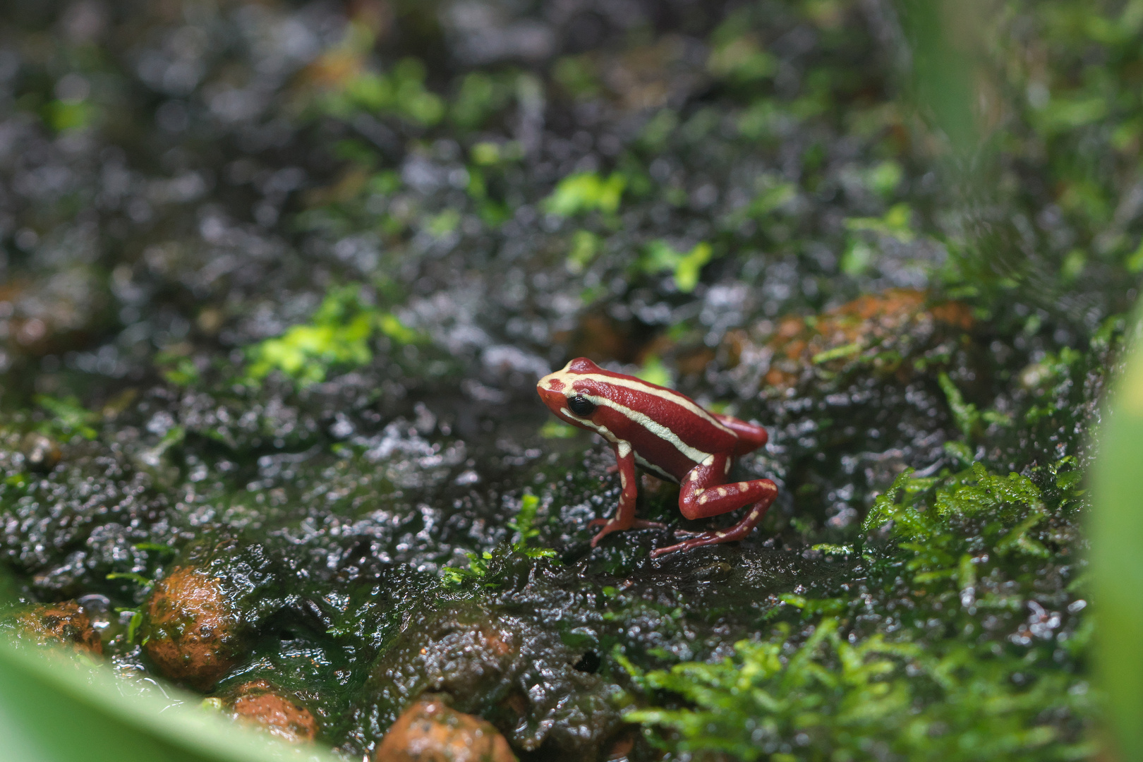 Baumsteiger Frosch