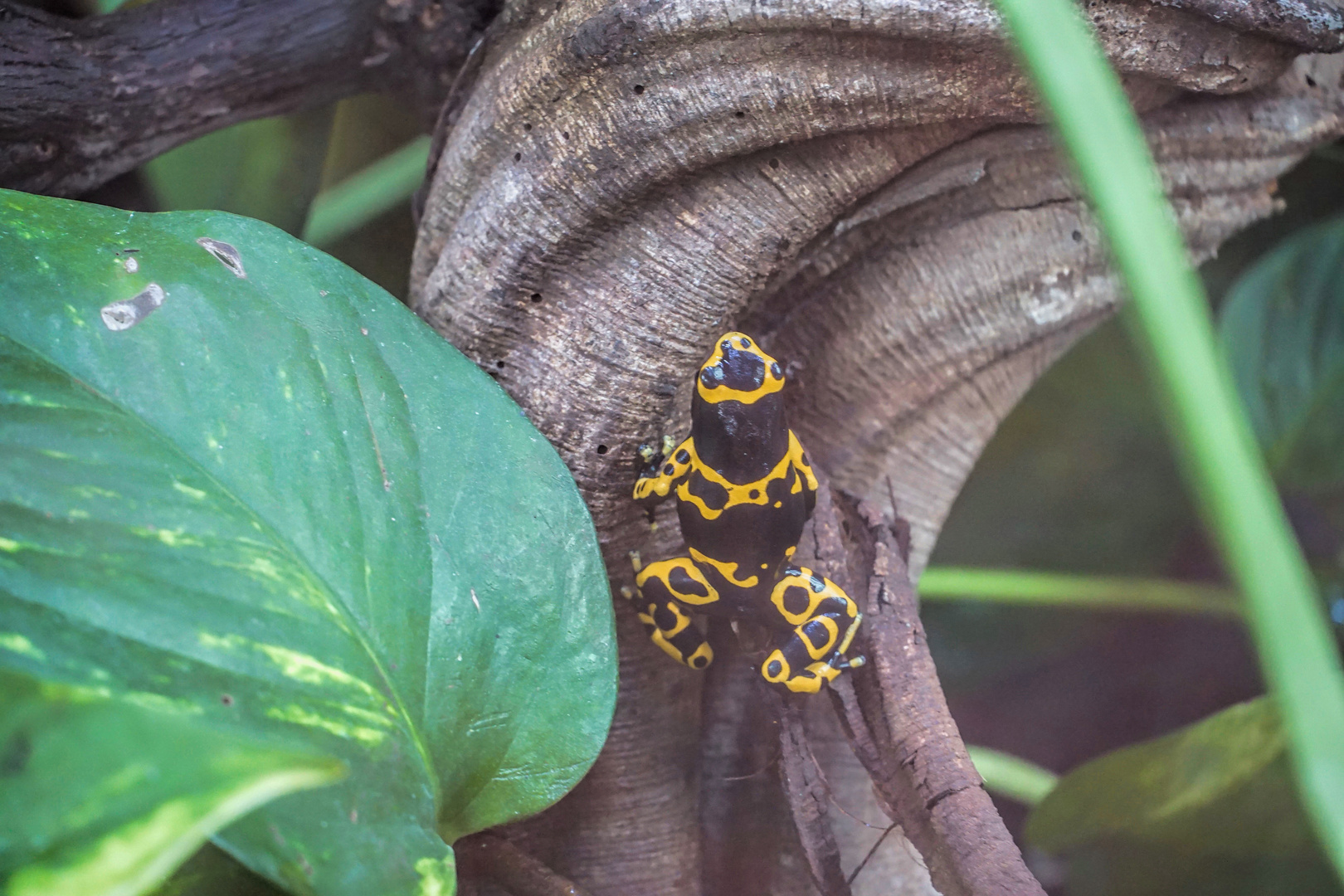 Baumsteiger Pfeilgiftfrosch