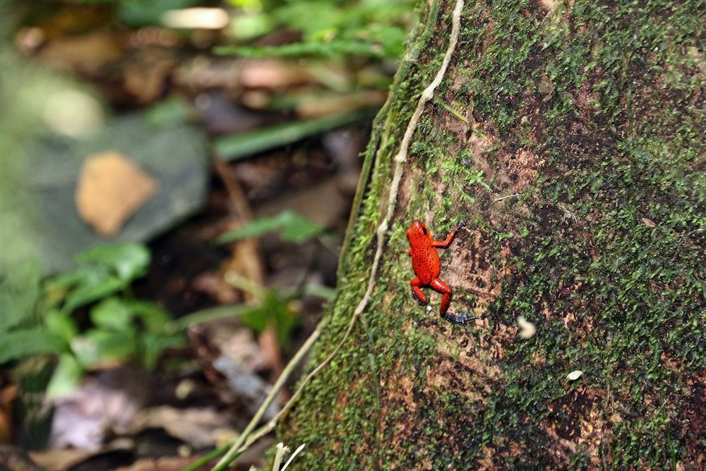 Baumsteigerfrosch