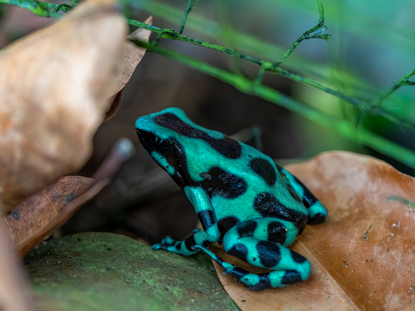 Baumsteigerfrosch - Costa Rica