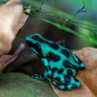 Baumsteigerfrosch - Costa Rica