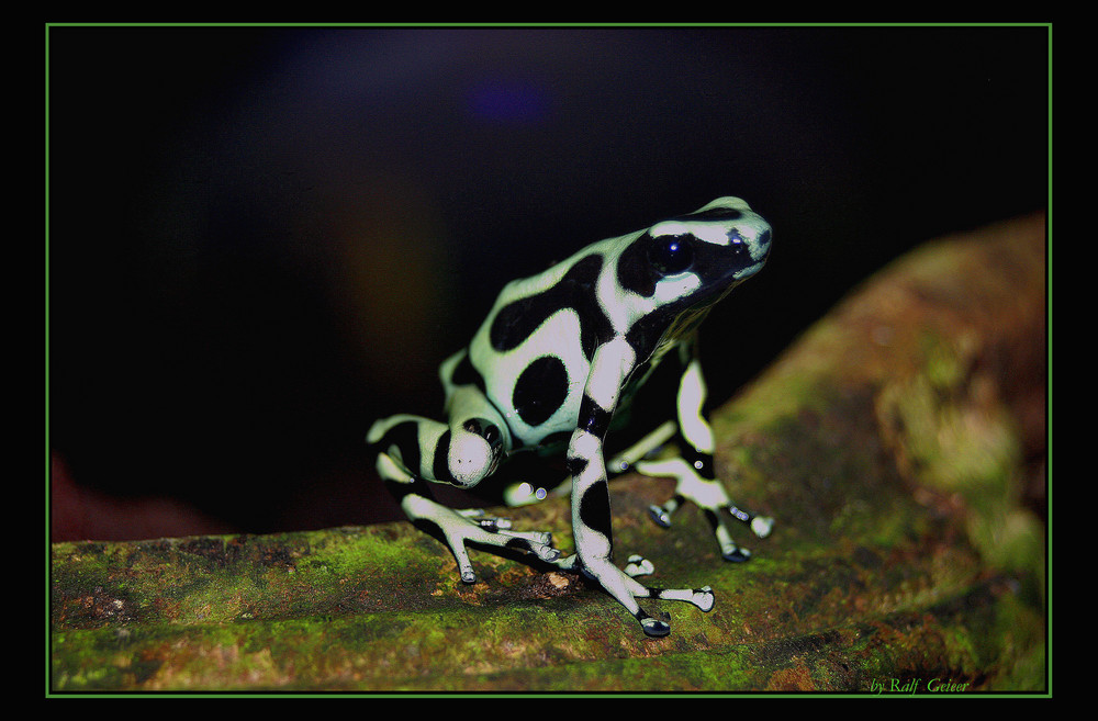 Baumsteigerfrosch (Dendrobatidae)