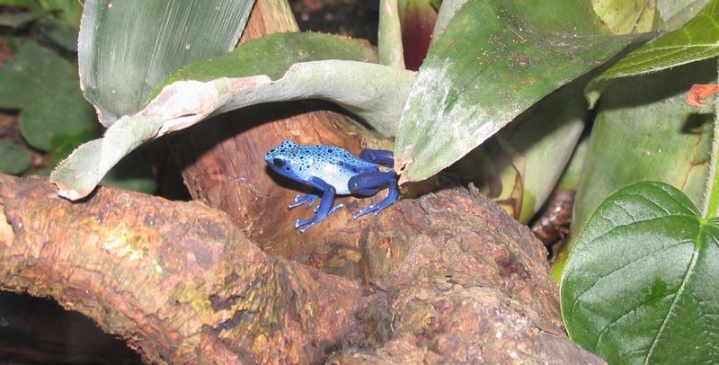 Baumsteigerfrosch/Giftpfeilfrosch