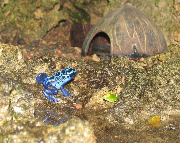 Baumsteigerfrosch/Giftpfeilfrosch