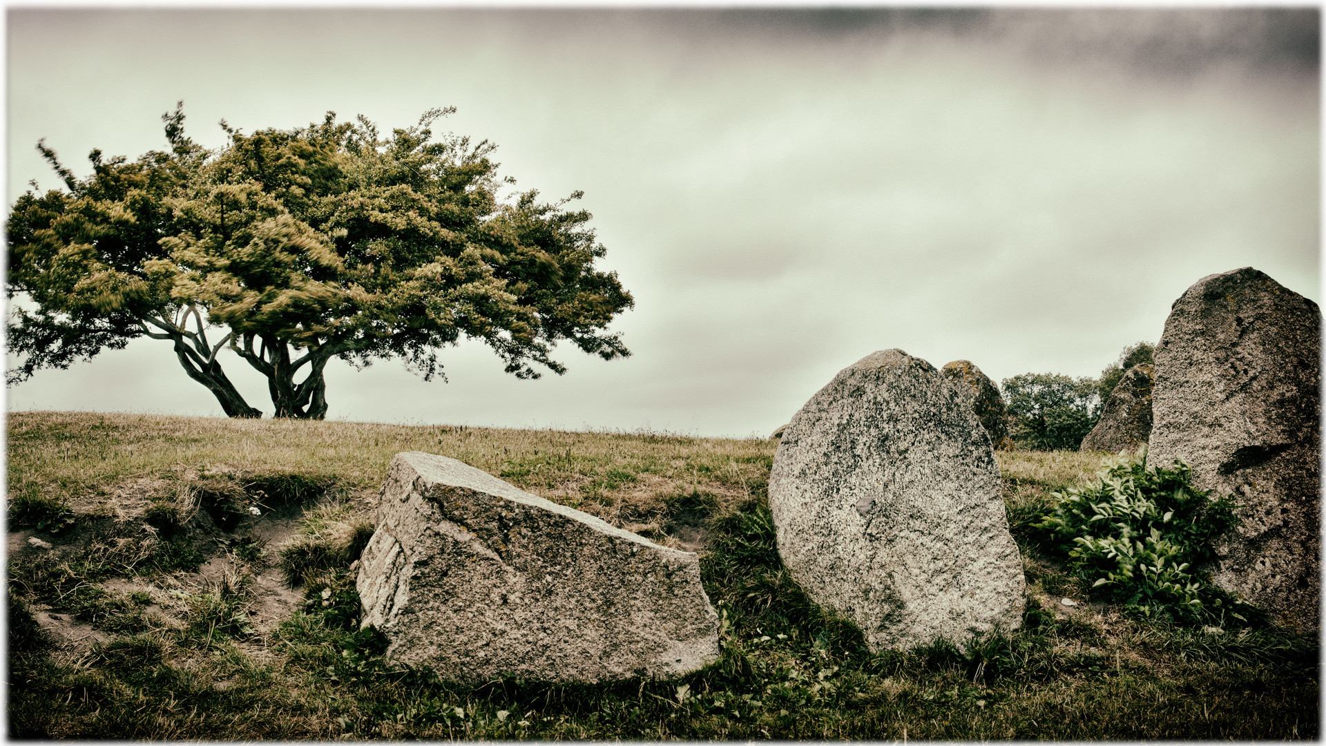 Baum_Steine_Himmel I