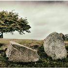 Baum_Steine_Himmel I