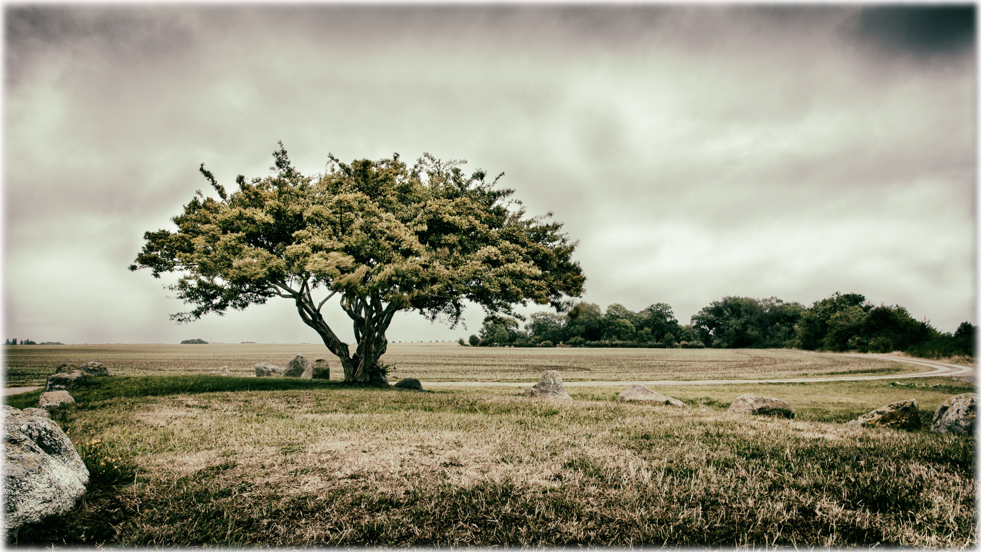 Baum_Steine_Himmel II