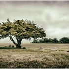 Baum_Steine_Himmel II