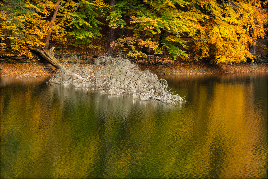 Baum(sterben)