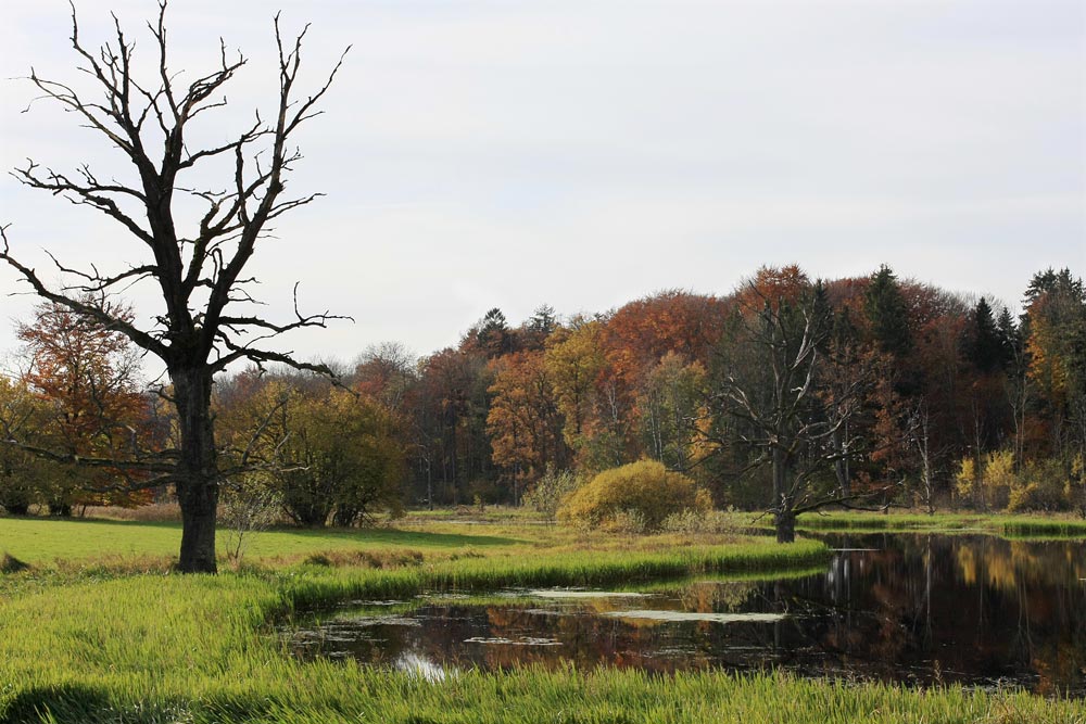 BAUMSTERBEN AM HOCHMOORSEE