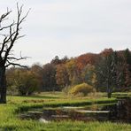 BAUMSTERBEN AM HOCHMOORSEE