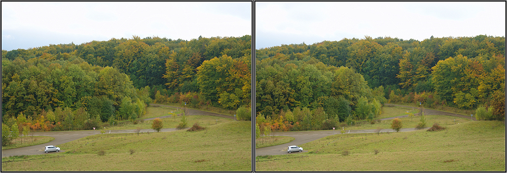 Baumsterben, evtl. doch nicht??? 2007