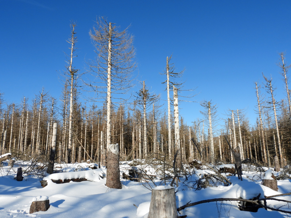 Baumsterben im Harz