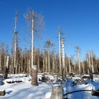 Baumsterben im Harz