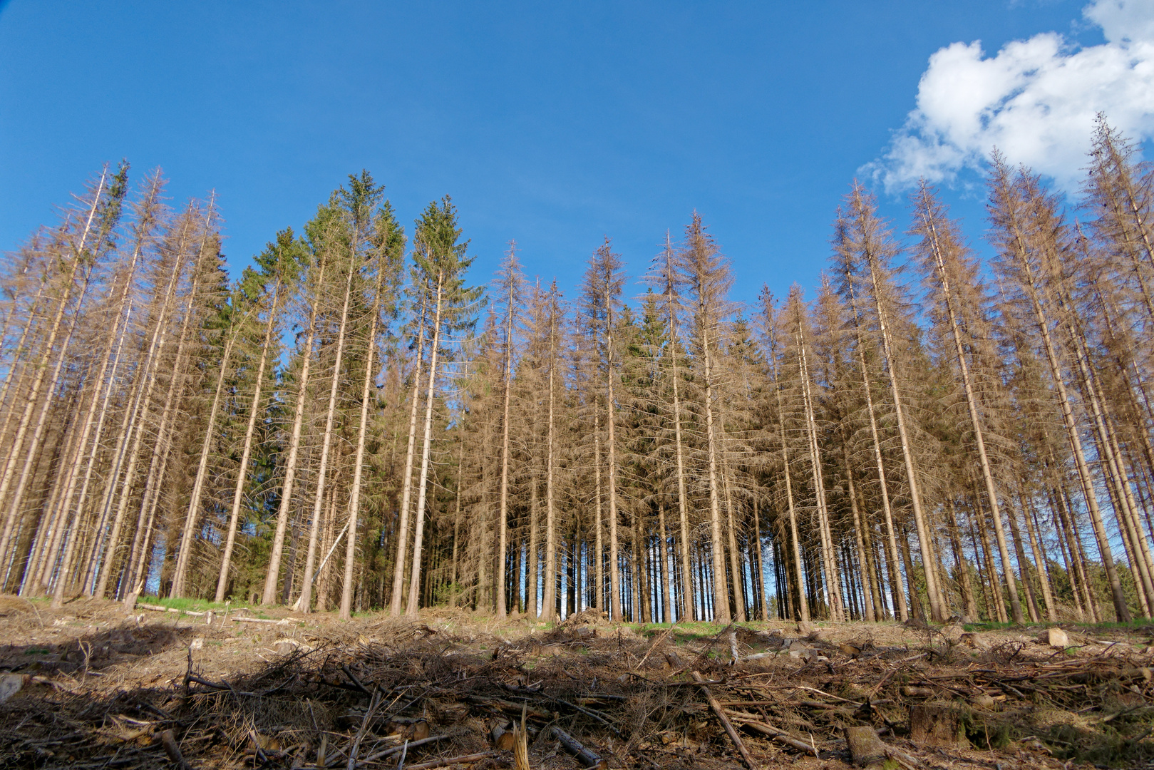 Baumsterben im Harz