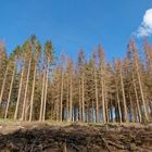 Baumsterben im Harz