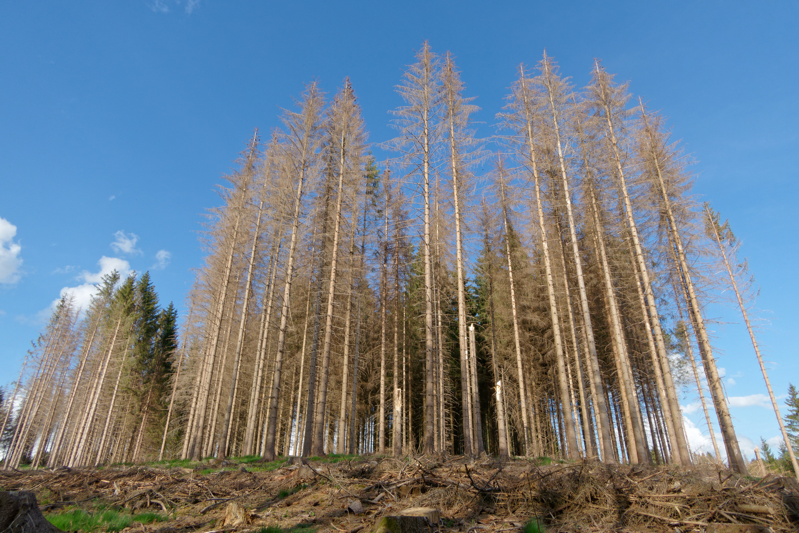 Baumsterben im Harz_1