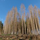 Baumsterben im Harz_1