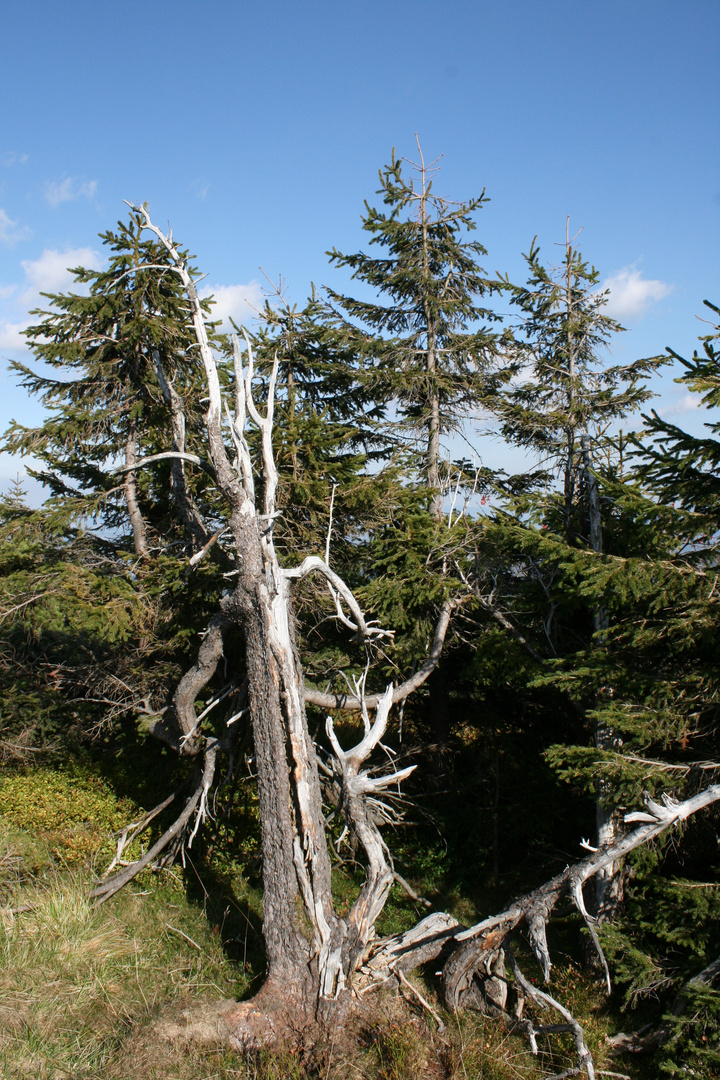 Baumsterben- leider noch immer ein typisches Bild im Riesengebirge