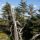 Baumsterben- leider noch immer ein typisches Bild im Riesengebirge
