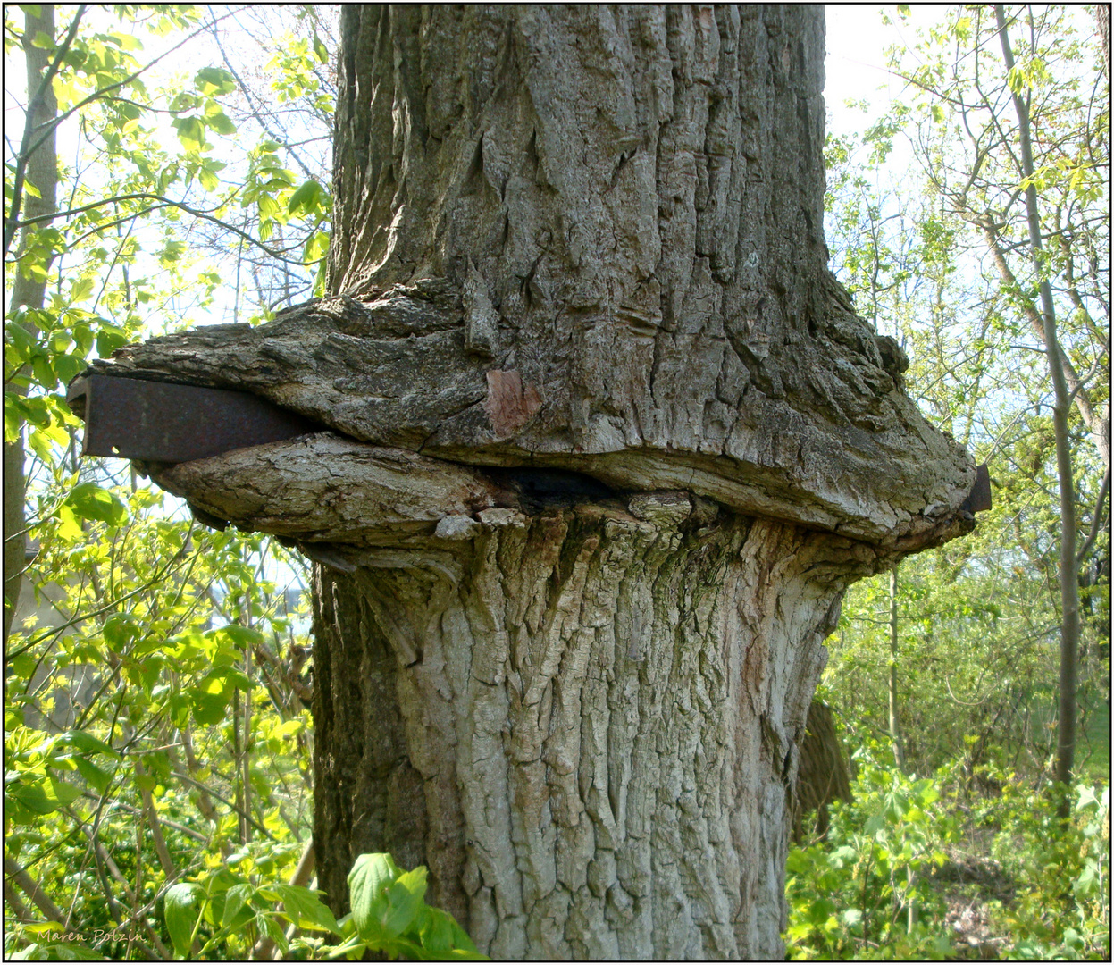 Baumstörung