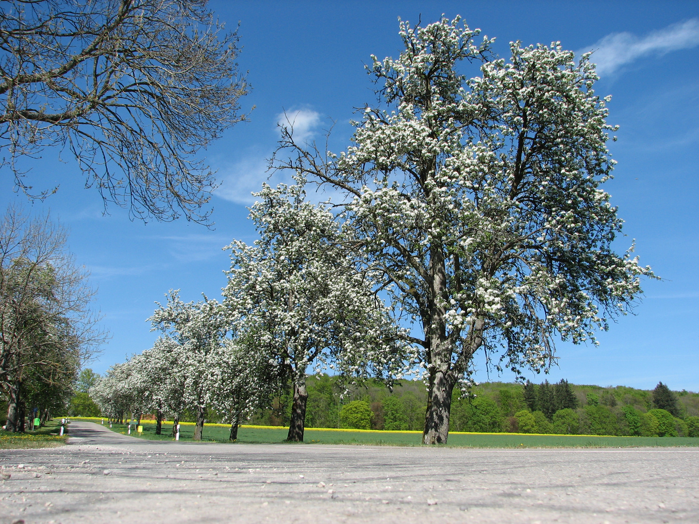 Baumstrasse