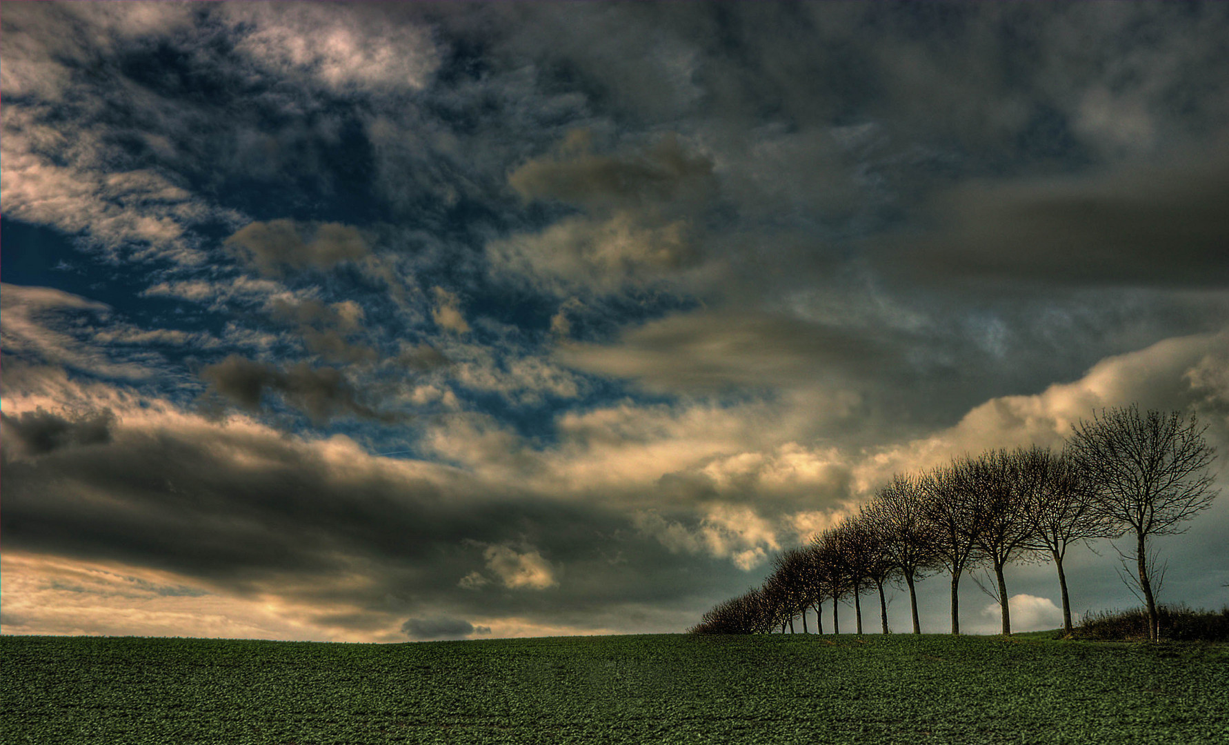 "Baumstrasse zu den Wolken"