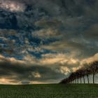 "Baumstrasse zu den Wolken"