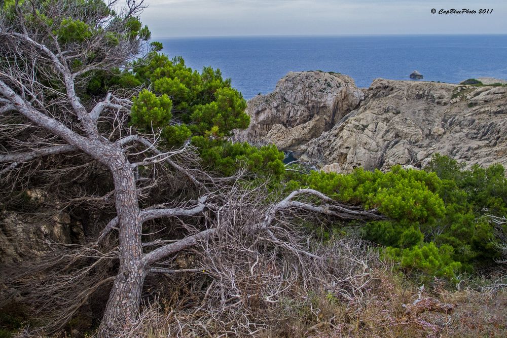 Baumstrukturen an der Punta de Capdepera