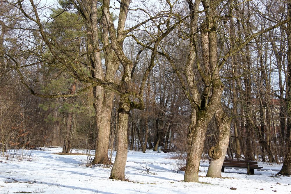 Baumstrukturen