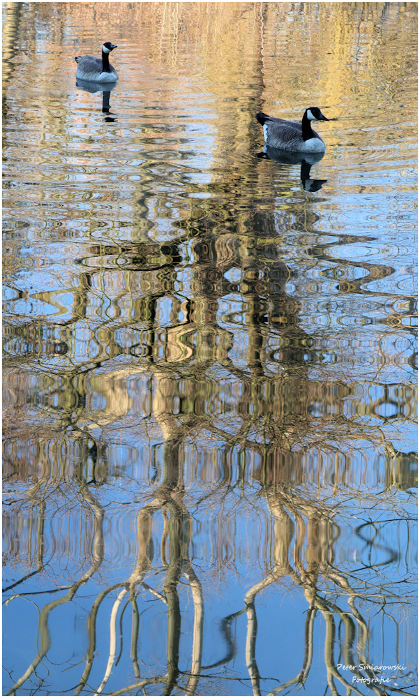 Baumstrukturen im Wasser