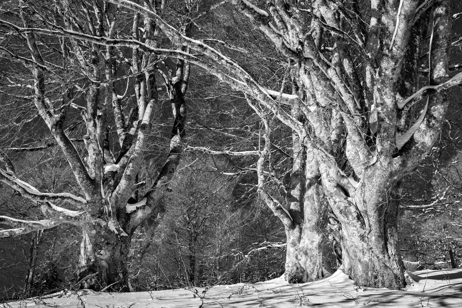 Baumstrukturen in SW, Schauinsland