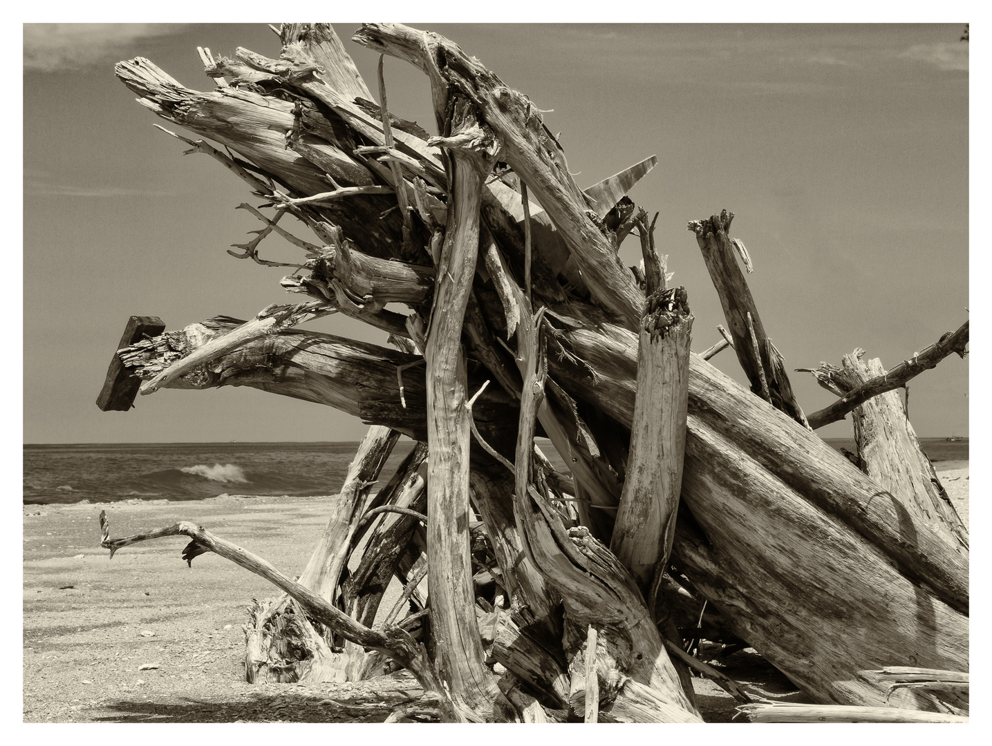 Baumstrunk am Strand I