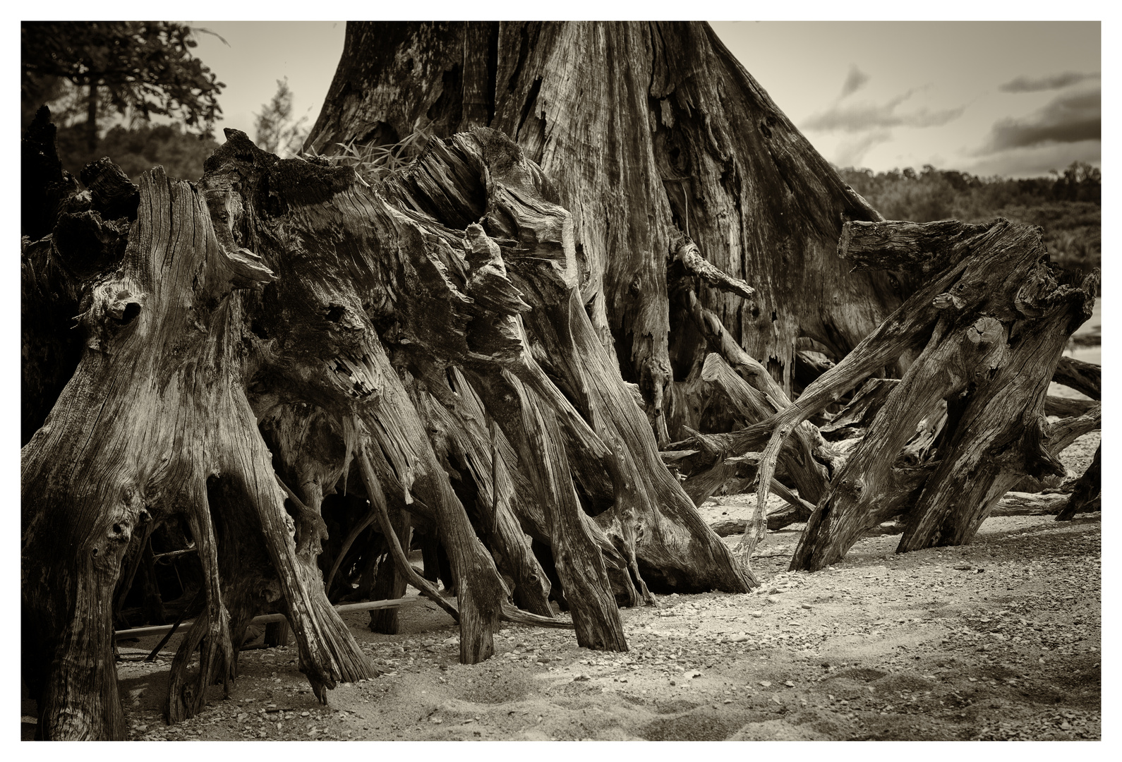 Baumstrunk am Strand II