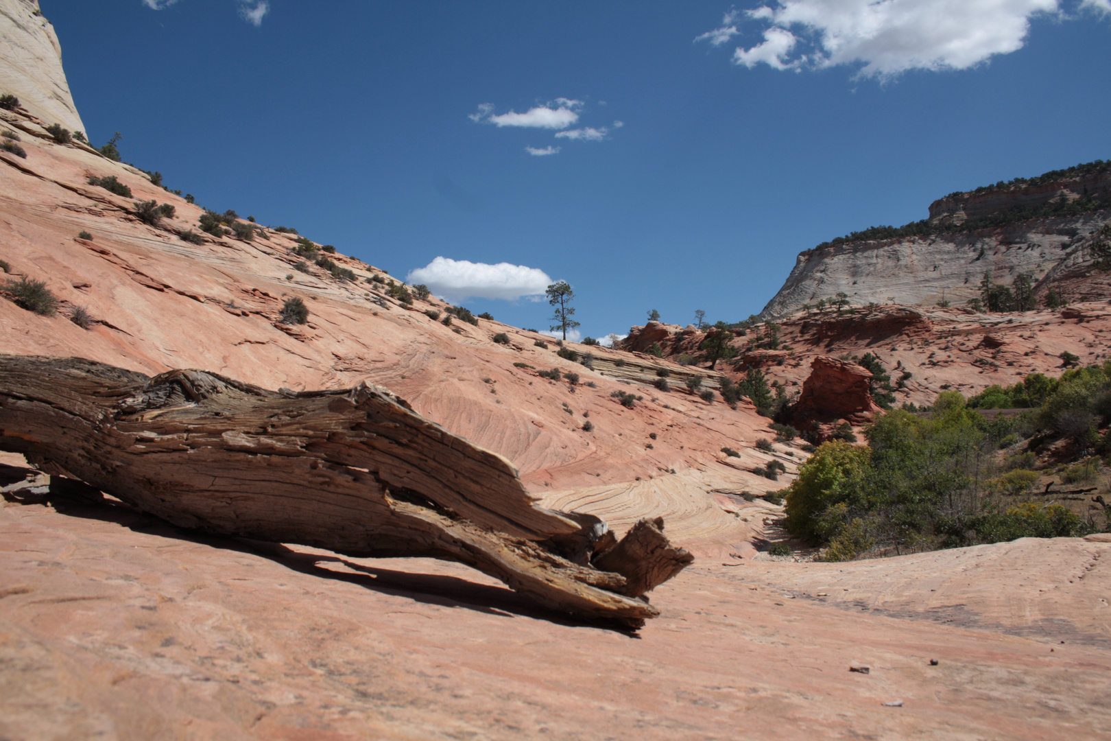 Baumstrunk im Zion Nationalpark 