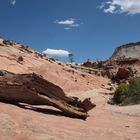 Baumstrunk im Zion Nationalpark 