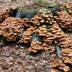 Baumstubben mit üppigem Hallimaschbewuchs