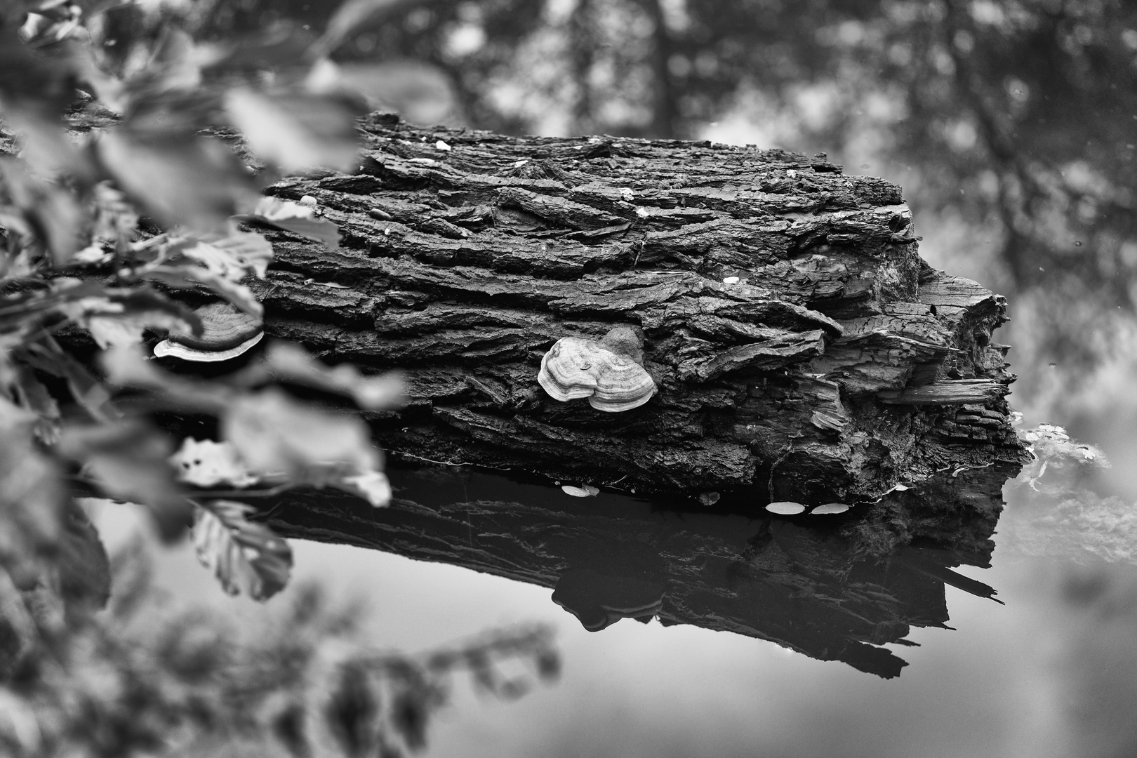 Baumstück im Teich