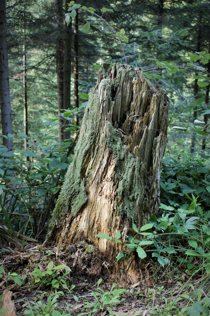 Baumstumpf Foto & Bild | landschaft, wald, welt der pflanzen Bilder auf ...