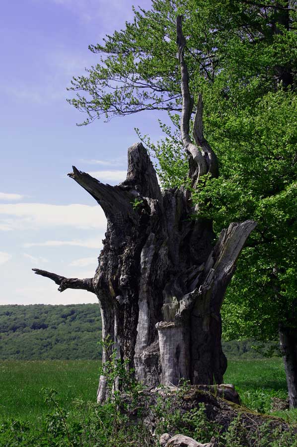 Baumstumpf am Hochrain bei Gertsengrund