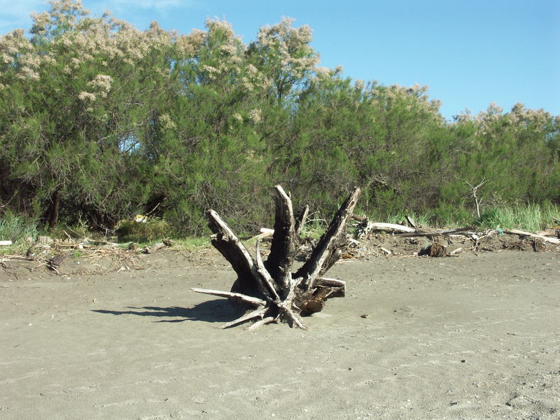 Baumstumpf am Meer