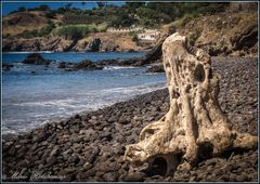 Baumstumpf am Strand