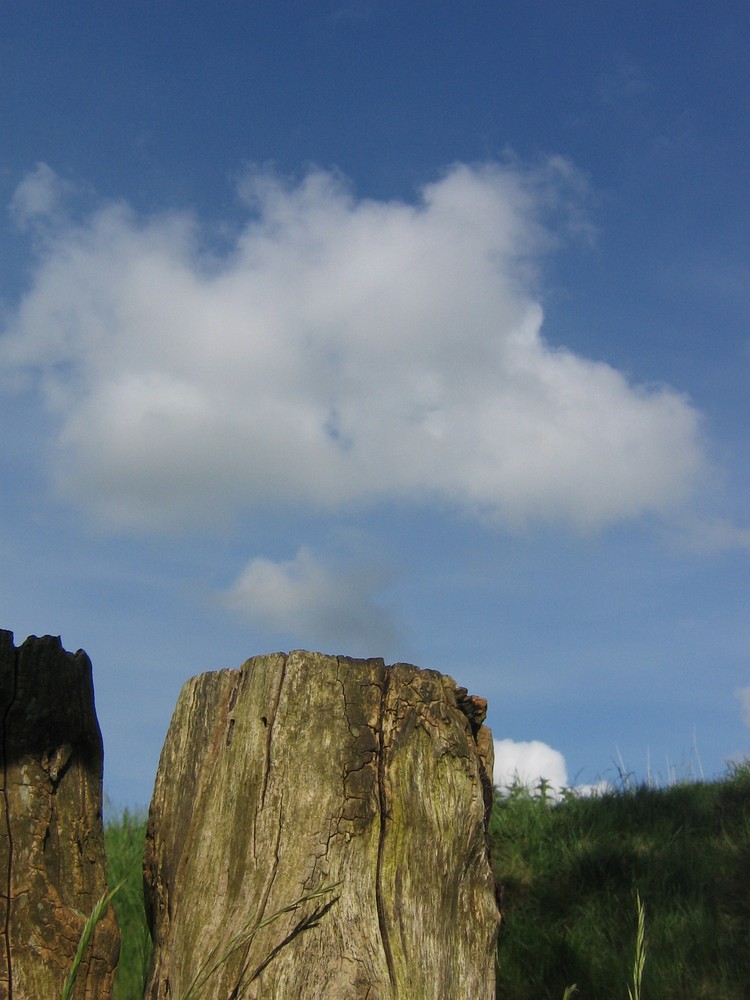 Baumstumpf an der Kieskuhle