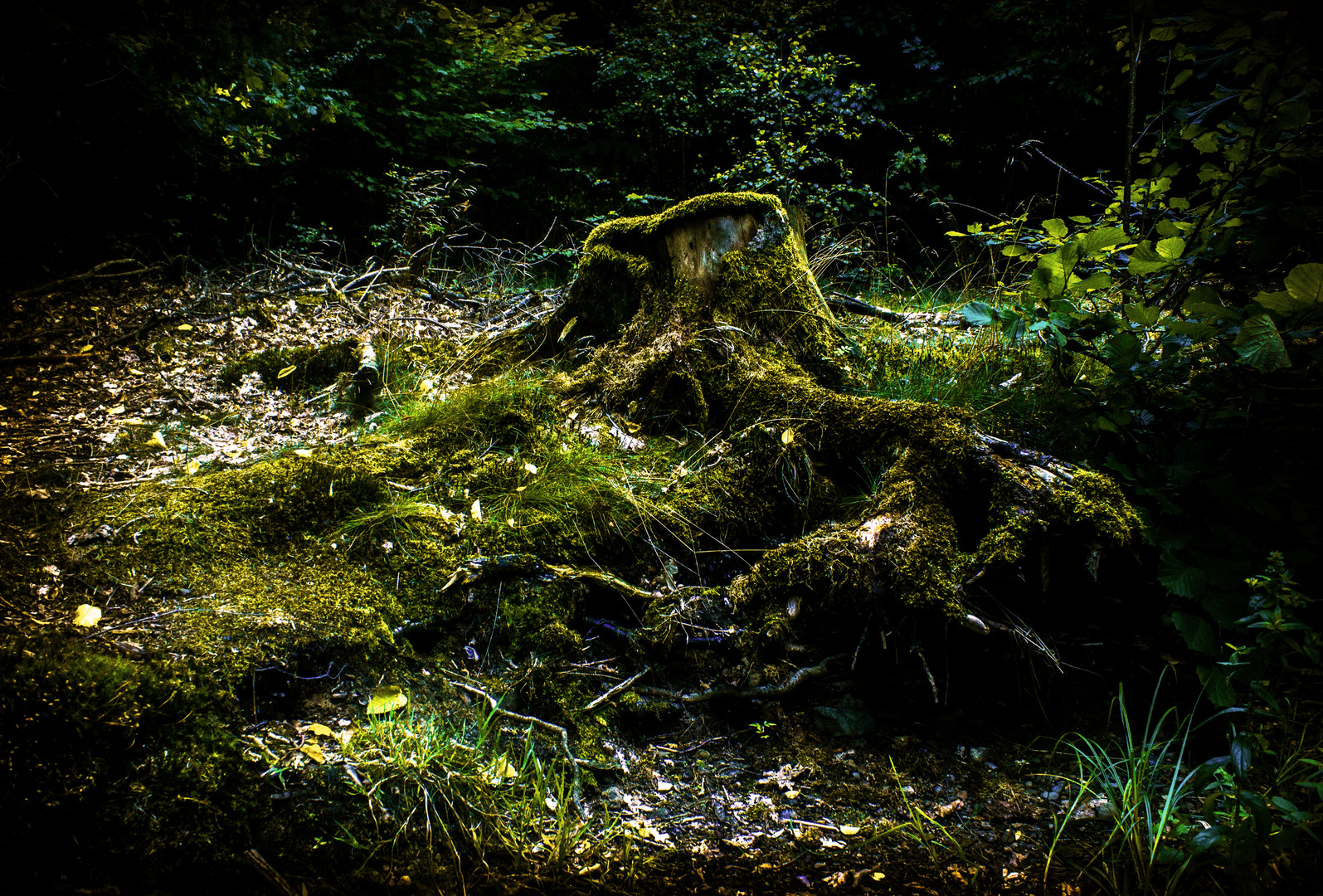 Baumstumpf befallen von Moos